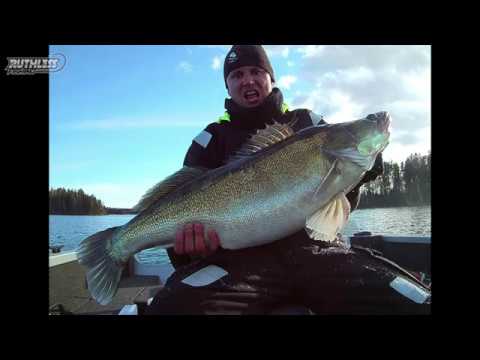 Zander 10,6 kg  91 cm