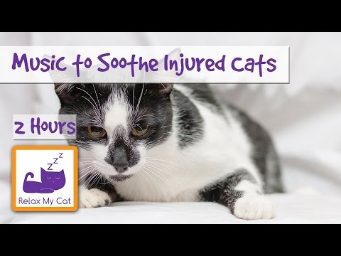 2 Hours of Soothing Music for Injured or Poorly Cats - Calm Down Your Cat with Music