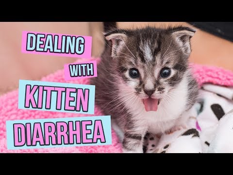 How to Deal With Kitten Diarrhea - YouTube