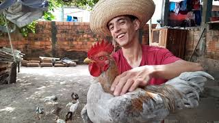 THUR PELO MEU TERREIRO PARA MOSTRAR COMO ESTO MINHAS AVES 