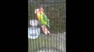 Download lagu THE LEGEND OF LOVE BIRD KONSLET ( BOB MARLEY ) mp3