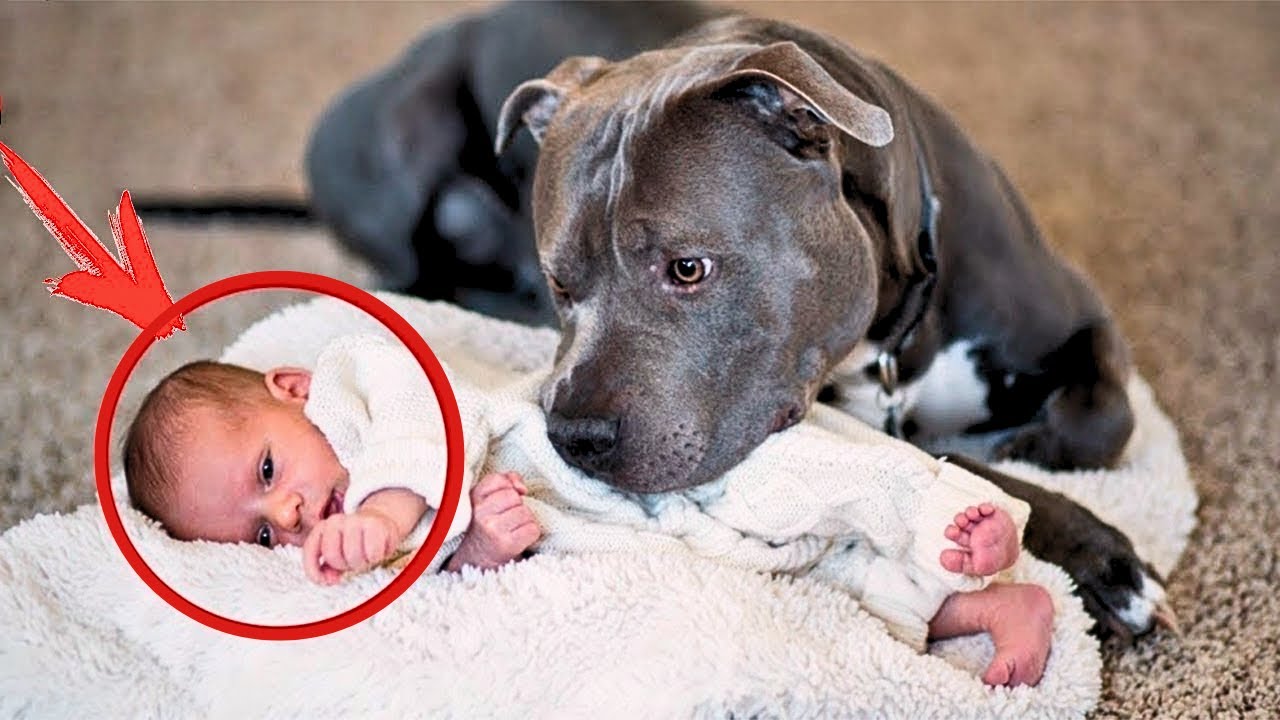 Dog Refuses To Let Baby Sleep Alone, Parents Find Out Why And Call The Police!