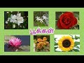 பூக்கள் மலர்கள் Learn Flower Name In Tamil For Kids And Children