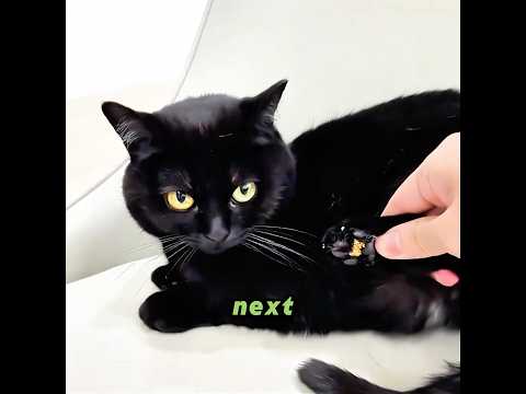 This is exactly why you should get a black cat! 🐈‍⬛✨😉#cat #pets #cute #funny #shorts #short