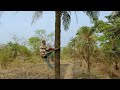 Palm Tree Palm Wine Tapper