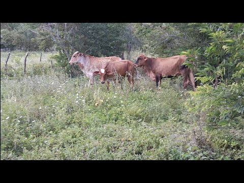 comprei três bezerras pra comer esse mato aqui do cercado