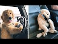 Made Your Day With These Funny And Cute Golden Retriever Puppies Cutest Golden Retriever