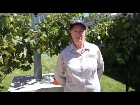Flyfaire Wines