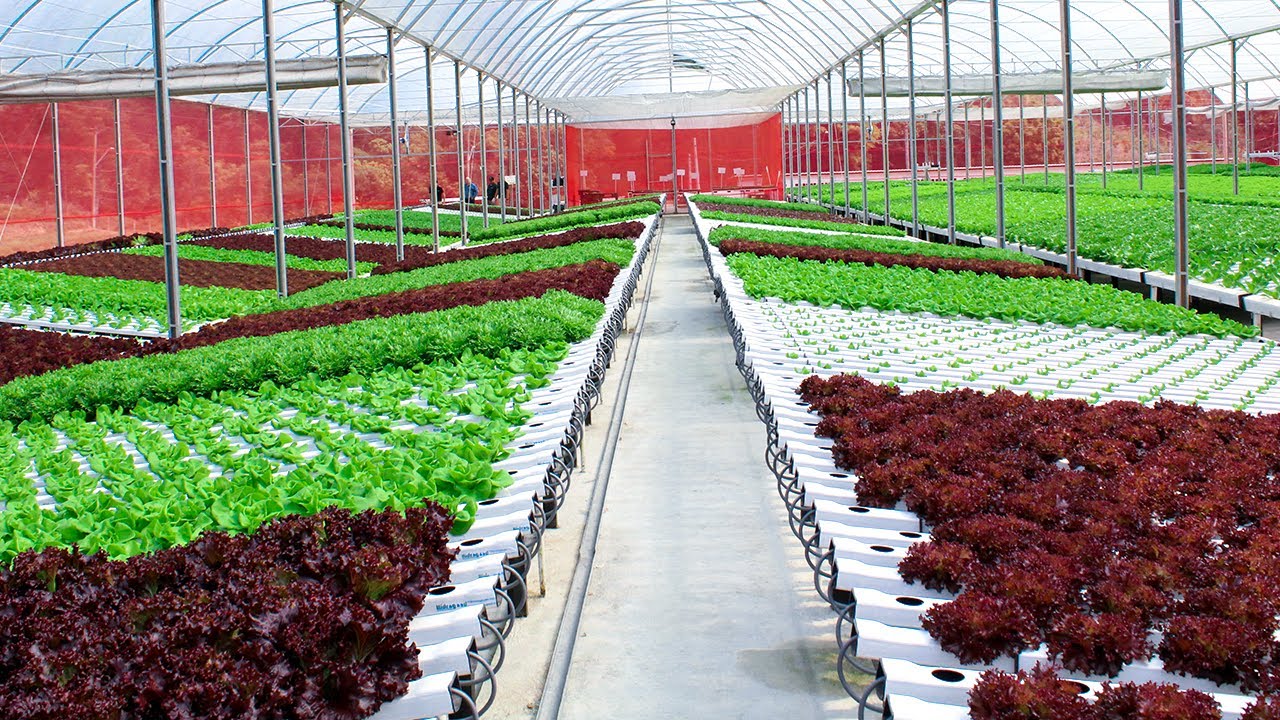 Hidroponia Moderna - Rastreabilidade e Manejo