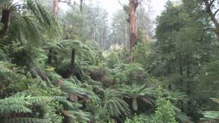 preview picture of video 'Touring Australia; Travels with our VistaRV; Tarra Bulga National Park'