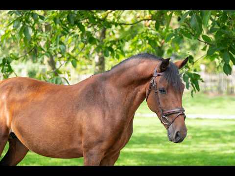 Waterslade Forget Me Not (APPLEWITCH DIVERSITY S54/040 x MALLARDS WOOD HILLBILLY) - Video 10 video thumbnail