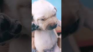His voice video