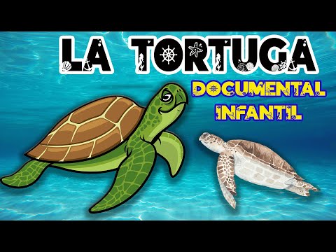 LA TORTUGA MARINA 🐢 🌊 | Videos educativos para niños | Animales marinos | Documentales para niños