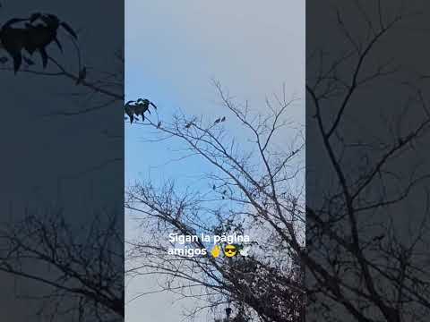 desde las cruces Petén Guatemala 😎✌️ caseria de ala blanca 😎🕊️✌️