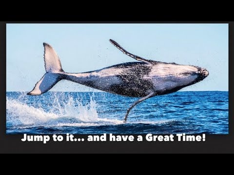 download lagu mp3 mp4 Whale Watching Byron Bay, download lagu Whale Watching Byron Bay gratis, unduh video klip Whale Watching Byron Bay