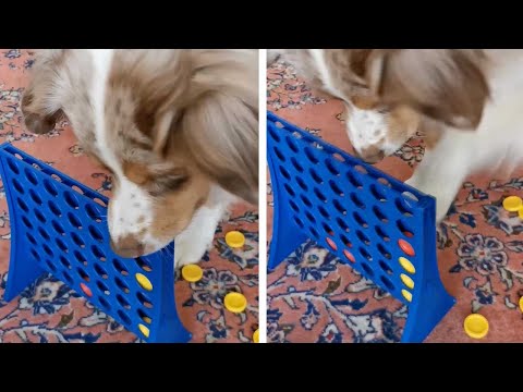 Dog Learns How To Play Connect Four But Doesn't Like It When You Beat Her