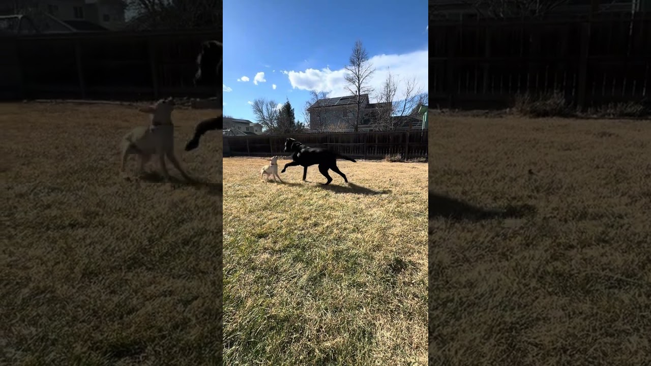 Enlarge Mickey, a ADOPTABLE mixed breed in Fort Collins, CO video 6/6