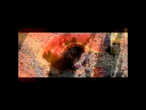 L'Unico Maestro - acoustic version