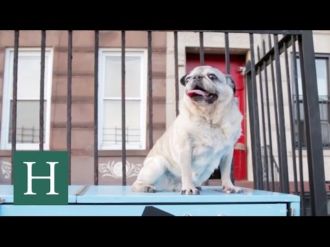 download lagu mp3 mp4 Best Dogs In New York, download lagu Best Dogs In New York gratis, unduh video klip Best Dogs In New York