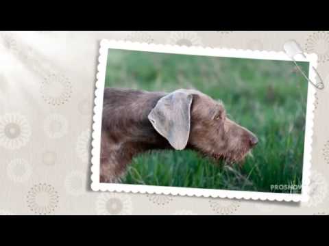 German Roughhaired Pointing Dog Dog breed