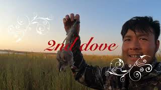 Dove hunting 2022 best evening ever