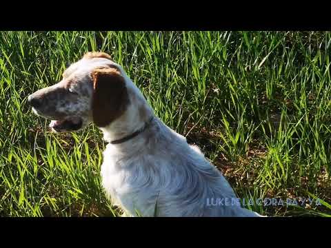 Luke de la Cora Rayya con sus perdices