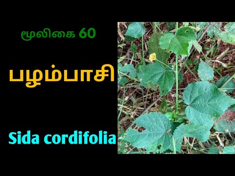 sida cordifolia zsírégető