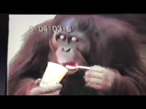 Chantek steals chapstick