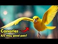 Canaries as Pets: The Pros and Cons of Keeping a Canary as Pet!
