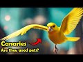 Canaries As Pets The Pros And Cons Of Keeping A Canary As Pet