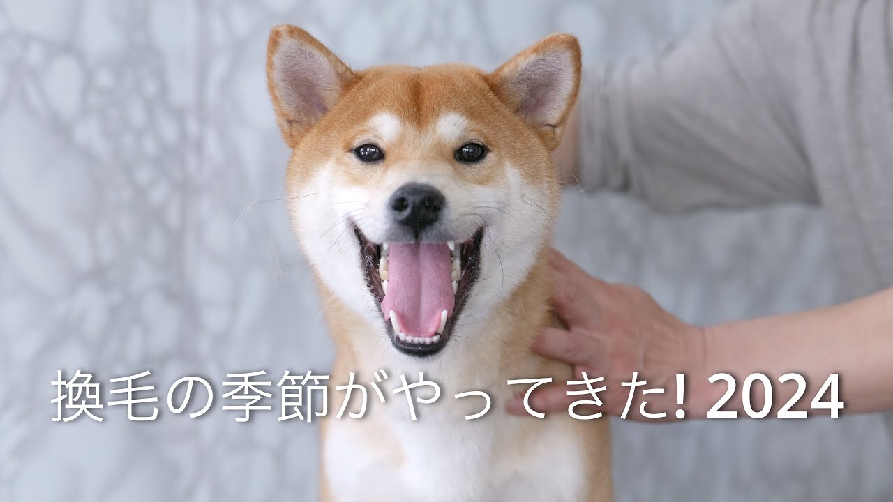 Shibainu fur remov換毛の季節がやってきた! 2024 柴犬抜毛処理