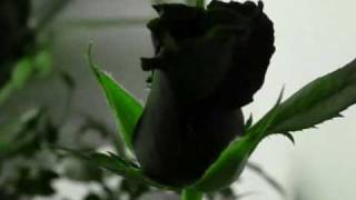 Book of Love -  I Touch Roses -  Dark Roses Mix - Markus Schulz