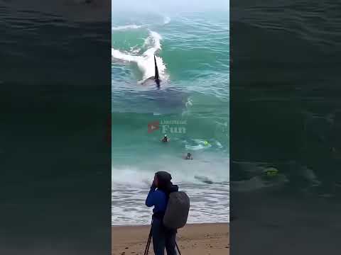 AMAZING! WHale LOOKING AT BEACH VISITORS #shark #amazing