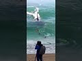 AMAZING WHale LOOKING AT BEACH VISITORS Shark Amazing