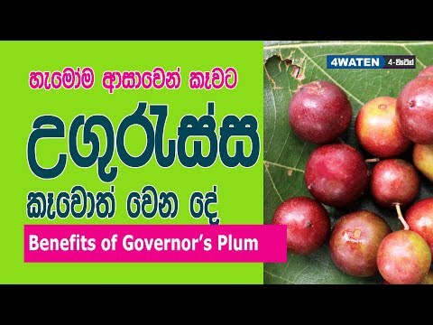 Governor's Plum Benefits : උගුරැස්ස කෑවම වෙන දේ