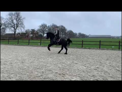 Stal Okkema's Willem - Michiel x Feitse - stallion - 2015 -  will compete soon Z2 dressage