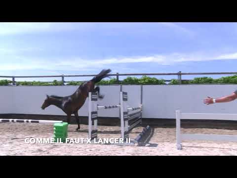 Comme il Faut x Lancer Youhorse.Auction June 13-16th