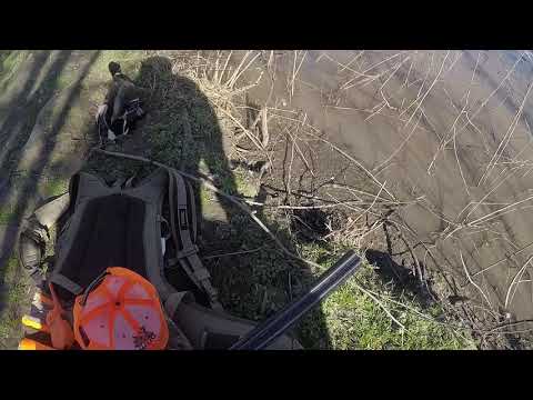 Nikko Duck Retrieve 3 Dec 2018