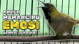 Download lagu Gila Parah! Pancingan Sogon Ini Bikin Lawan Lupa Diri & Auto Ngamuk #sogongacor #pancingansogon mp3 Download lagu Gila Parah! Pancingan Sogon Ini Bikin Lawan Lupa Diri & Auto Ngamuk #sogongacor #pancingansogon mp3