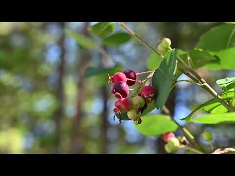 , title : 'Saskatoon berry shrub / tree (Amelanchier sp.)'