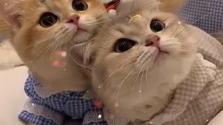 Gatos Divertidos. Gatinhos Fofos. Pets Engraados e Lindos. Divirtam-se com esse vdeo!!!!