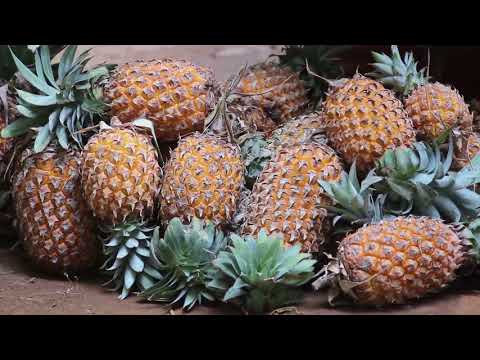 Documentary: Sulabha Snehitha Ananasu