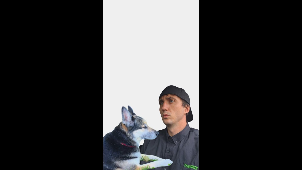 Thumbnail image for What Happens to Your Pets During Pest Control? 🐶 