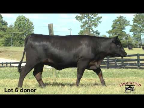 Edgewood Angus Lot 6
