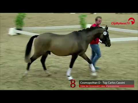 08 Junghengst v. Cosmopolitan - Top Carlos Cassini