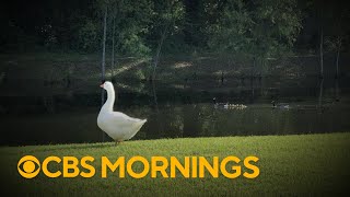 How Billy the Goose turned neighbors into friends in Louisiana gameplay video by crystallee, 4:50 duration