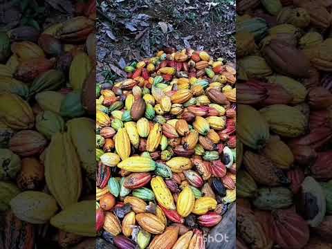 #cacau#agro#colheita#itagi#bahia#