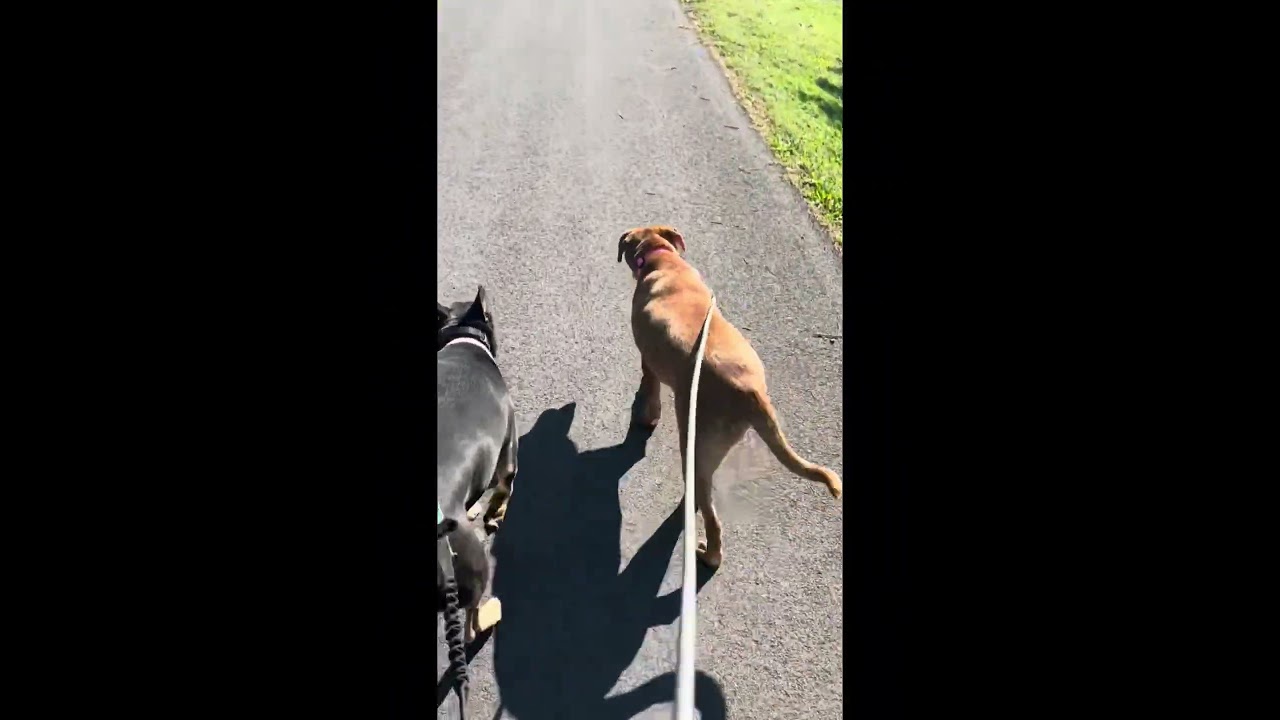 Enlarge Hunny the Unicorn, a ADOPTABLE mixed breed in Spring Hill, TN video 1/4