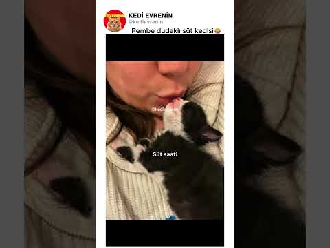 Pembe dudaklı süt kedisi😂