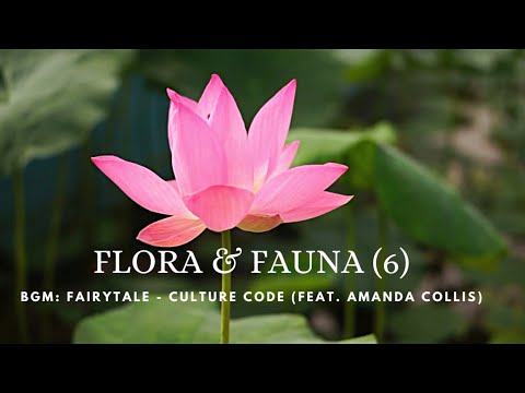 FLORA & FAUNA (6). BGM: Fairytale - Culture Code (feat. Amanda Collis)